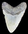 Bargain Megalodon Tooth - North Carolina #31593-2